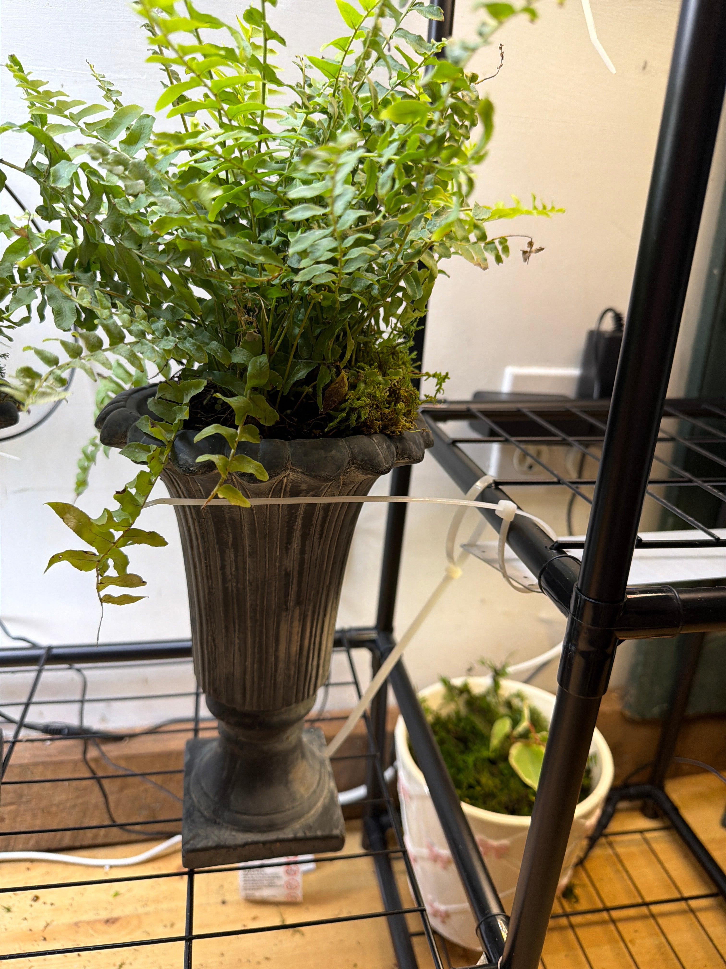 Fern in Urn