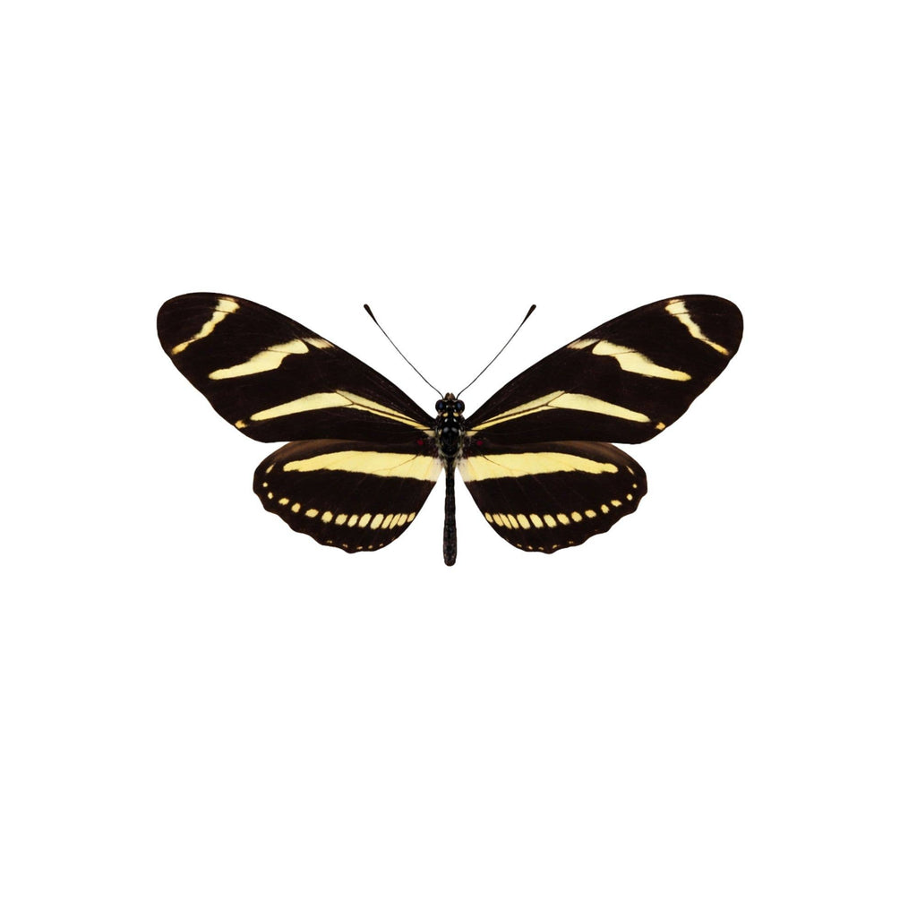 Real Butterfly -5x3 Glass Cloche - Zebra Longwing