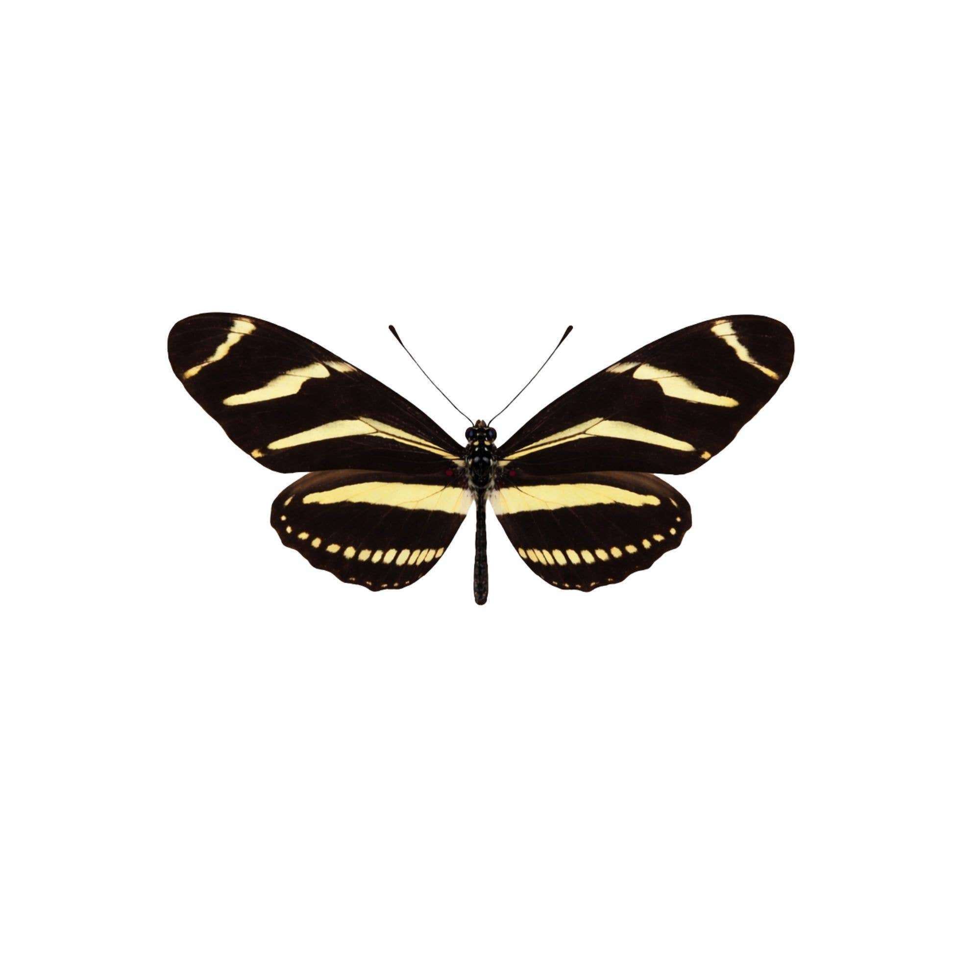 Real Butterfly -5x3 Glass Cloche - Zebra Longwing