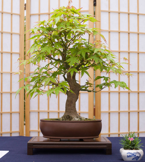 Bonsai Tree Seed Grow Kit