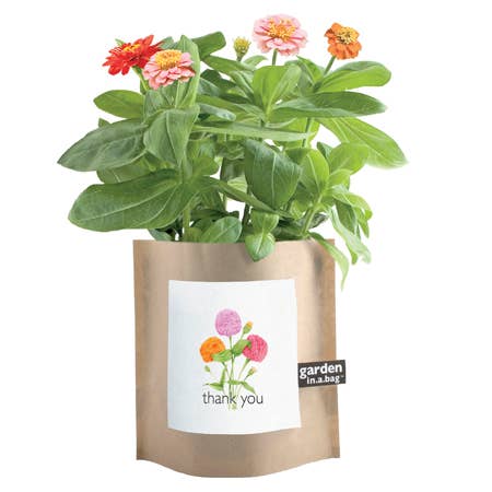 🌸 Thank You Zinnia Grow Kit (Dwarf Zinnias)