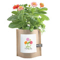 🌸 Thank You Zinnia Grow Kit (Dwarf Zinnias)