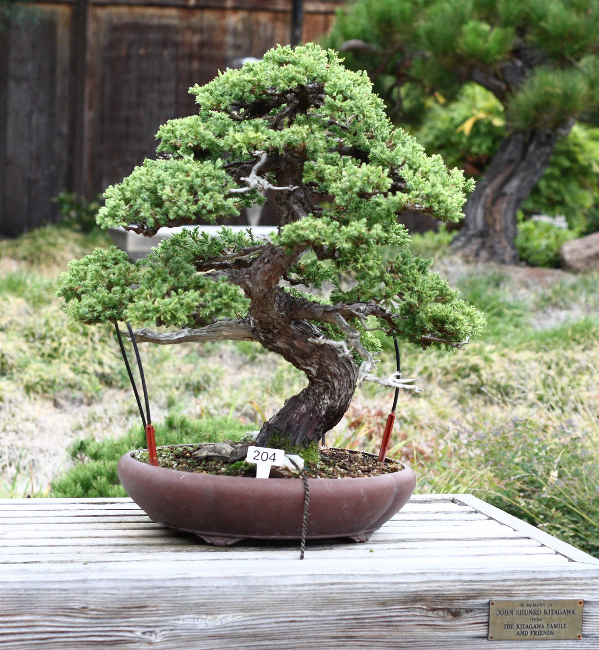 Bonsai Tree Seed Grow Kit