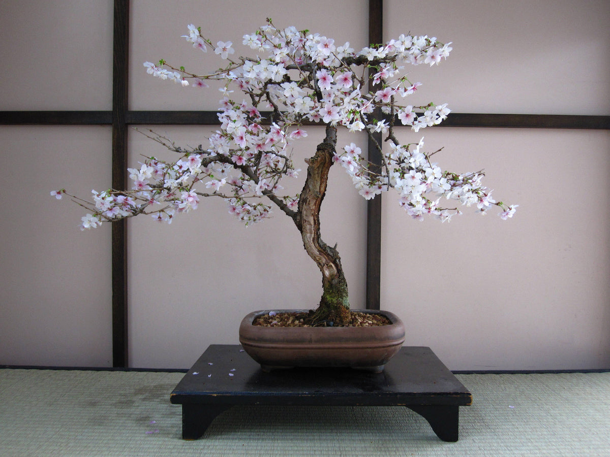 Bonsai Tree Seed Grow Kit
