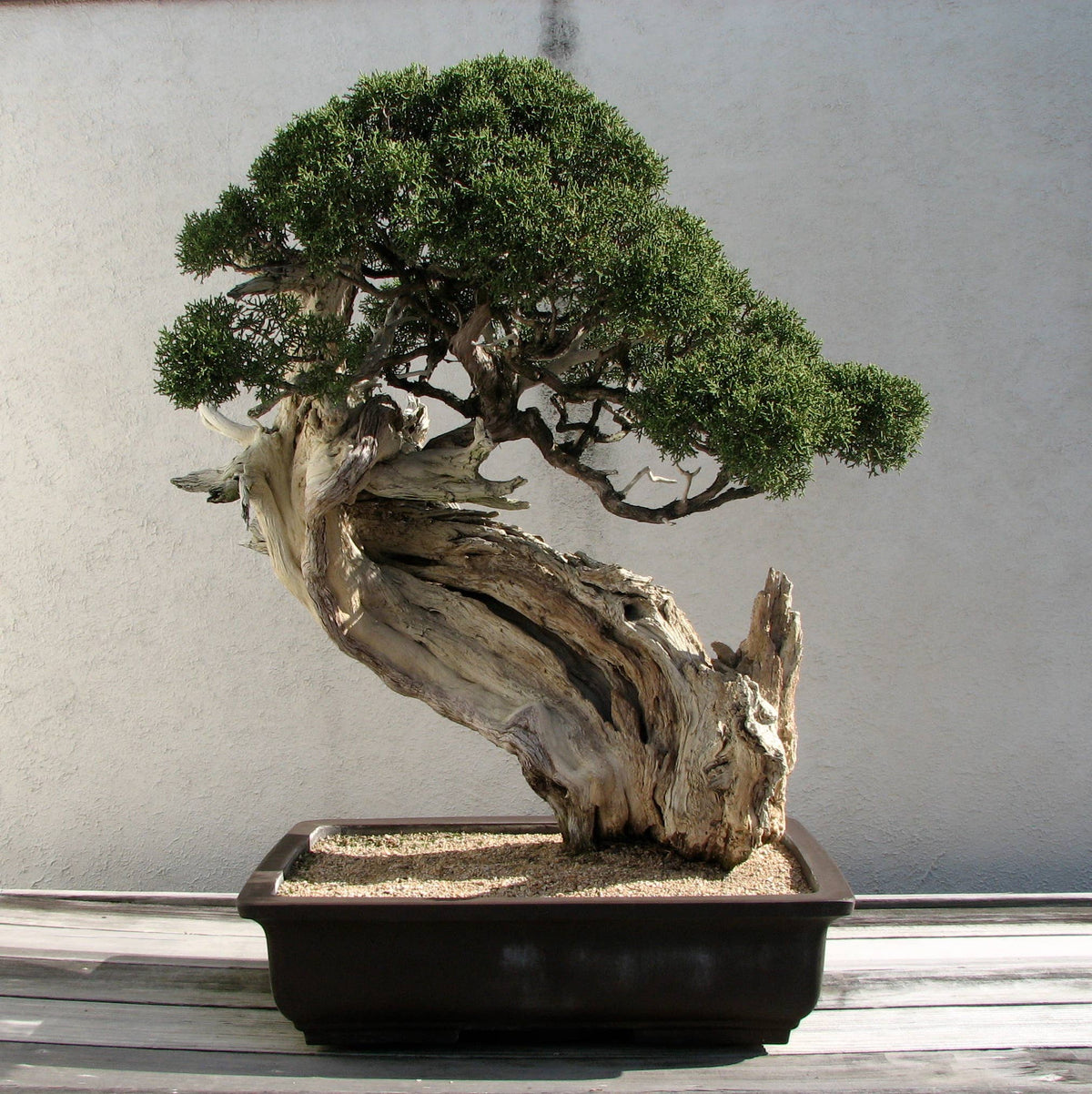 Bonsai Tree Seed Grow Kit