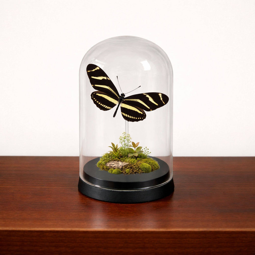 Real Butterfly -5x3 Glass Cloche - Zebra Longwing
