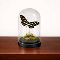Real Butterfly -5x3 Glass Cloche - Zebra Longwing