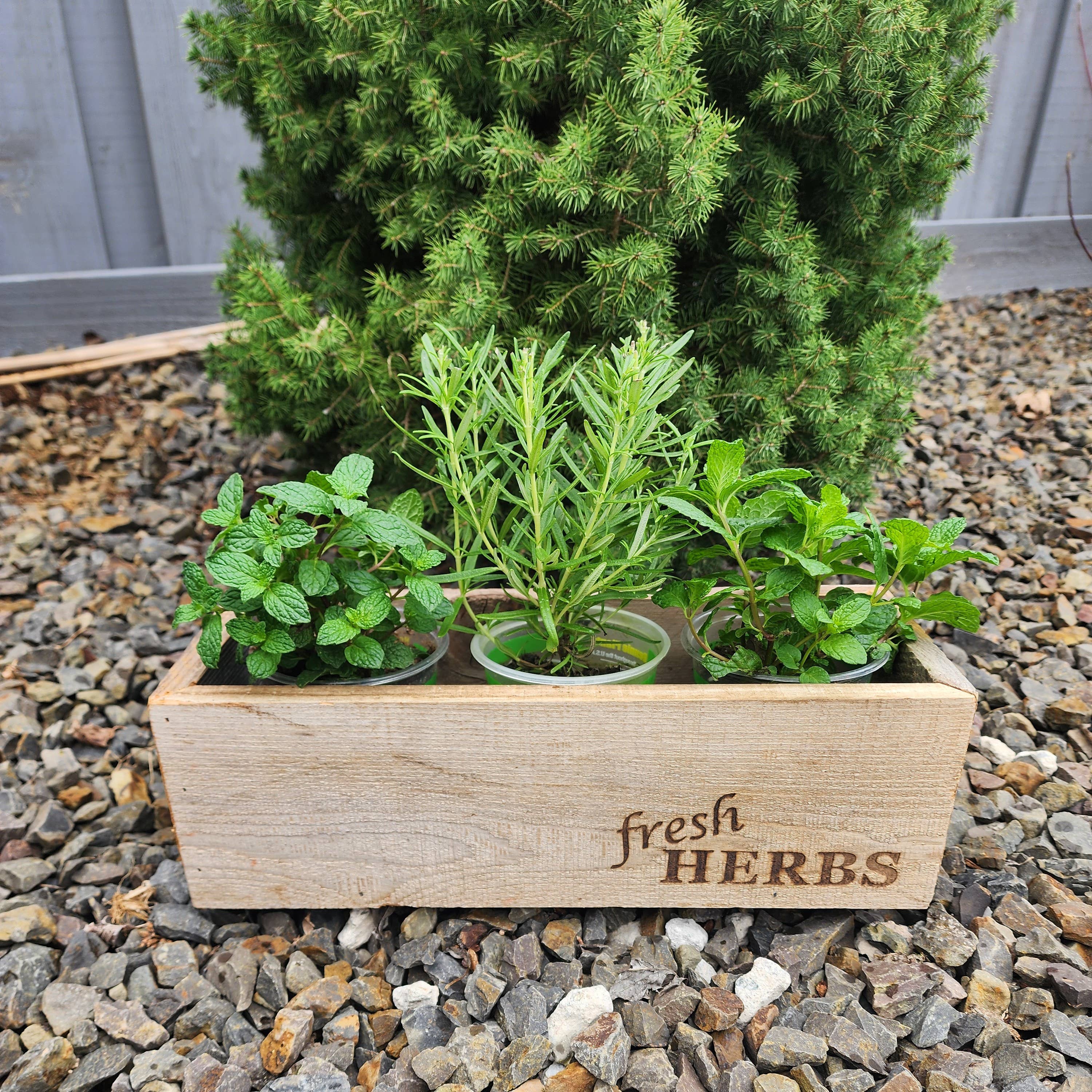 Reclaimed Wood Rustic Herb Planter - Trough