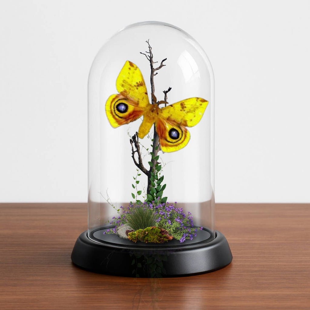  Butterfly Diorama -6X4 Inch Dome Diorama #8 - IO Moth 