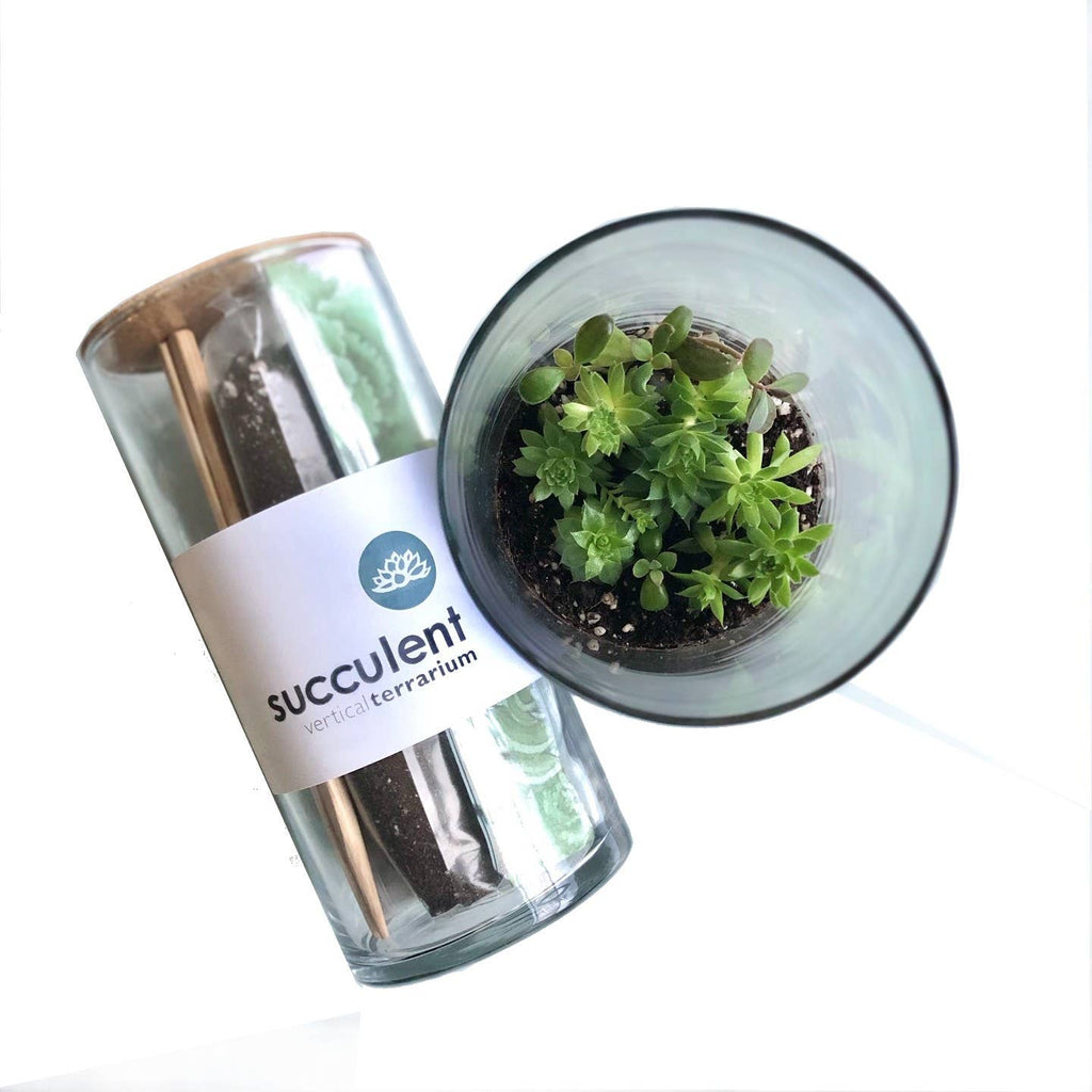Vertical Succulent Terrarium Kit