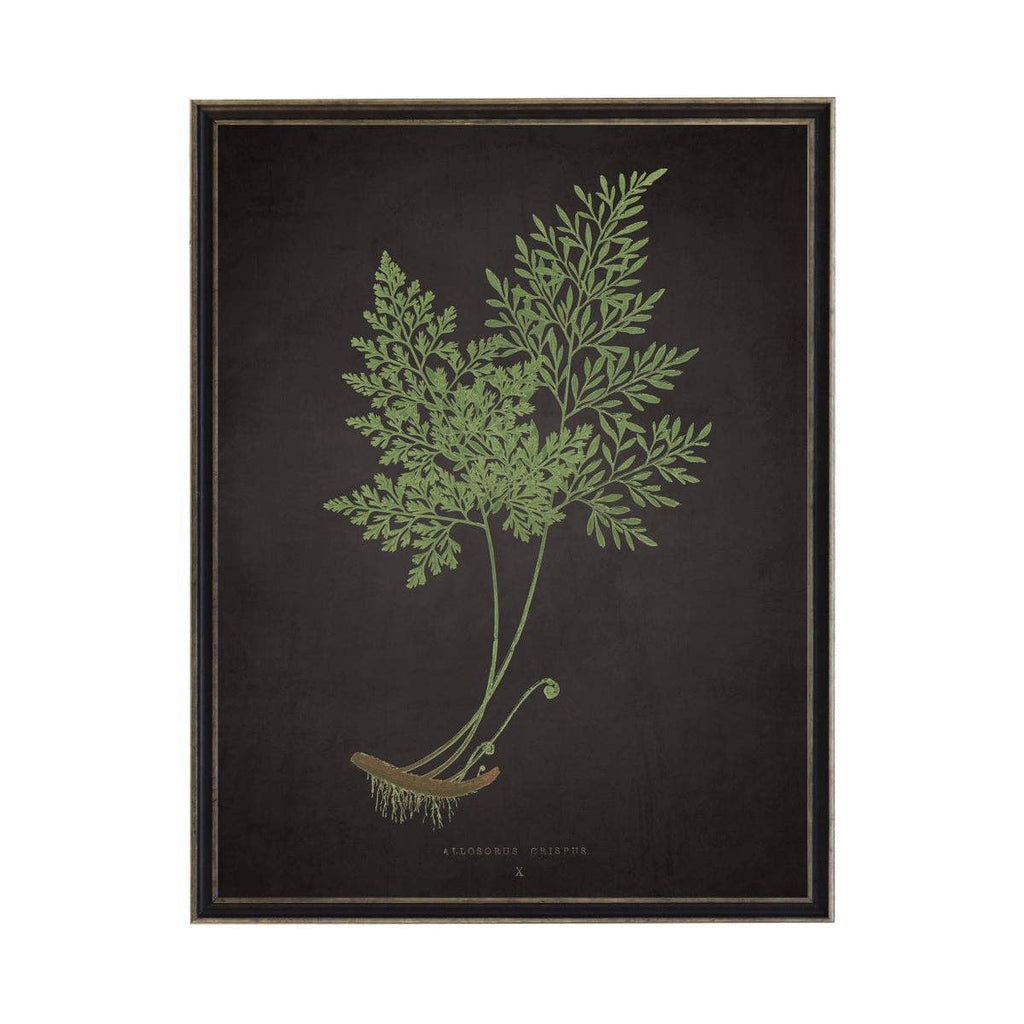 Fern A On Aged Black Background