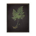 Fern A On Aged Black Background