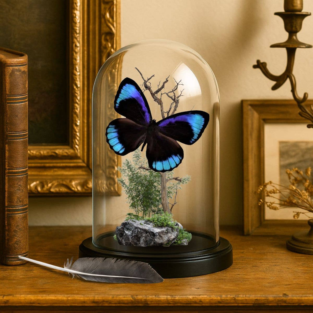 REAL - Moth Diorama -6X4 Inch Dome Diorama - Eunica eurota