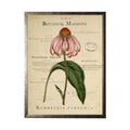 Coneflower On Botanical Magazine Vintage Background