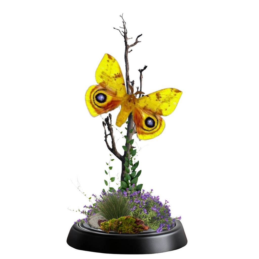 Butterfly Diorama -6X4 Inch Dome Diorama #8 - IO Moth 