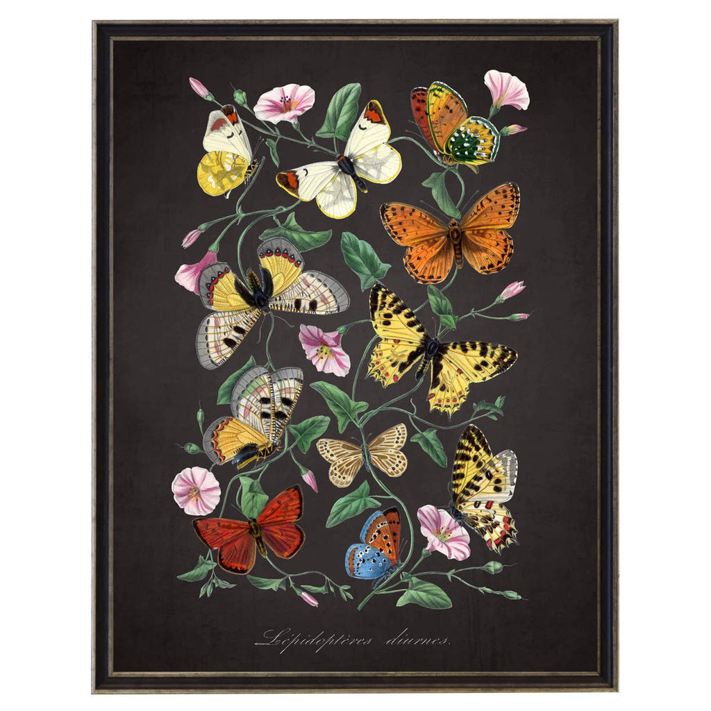 Framed multi butterfly and flower print on black background