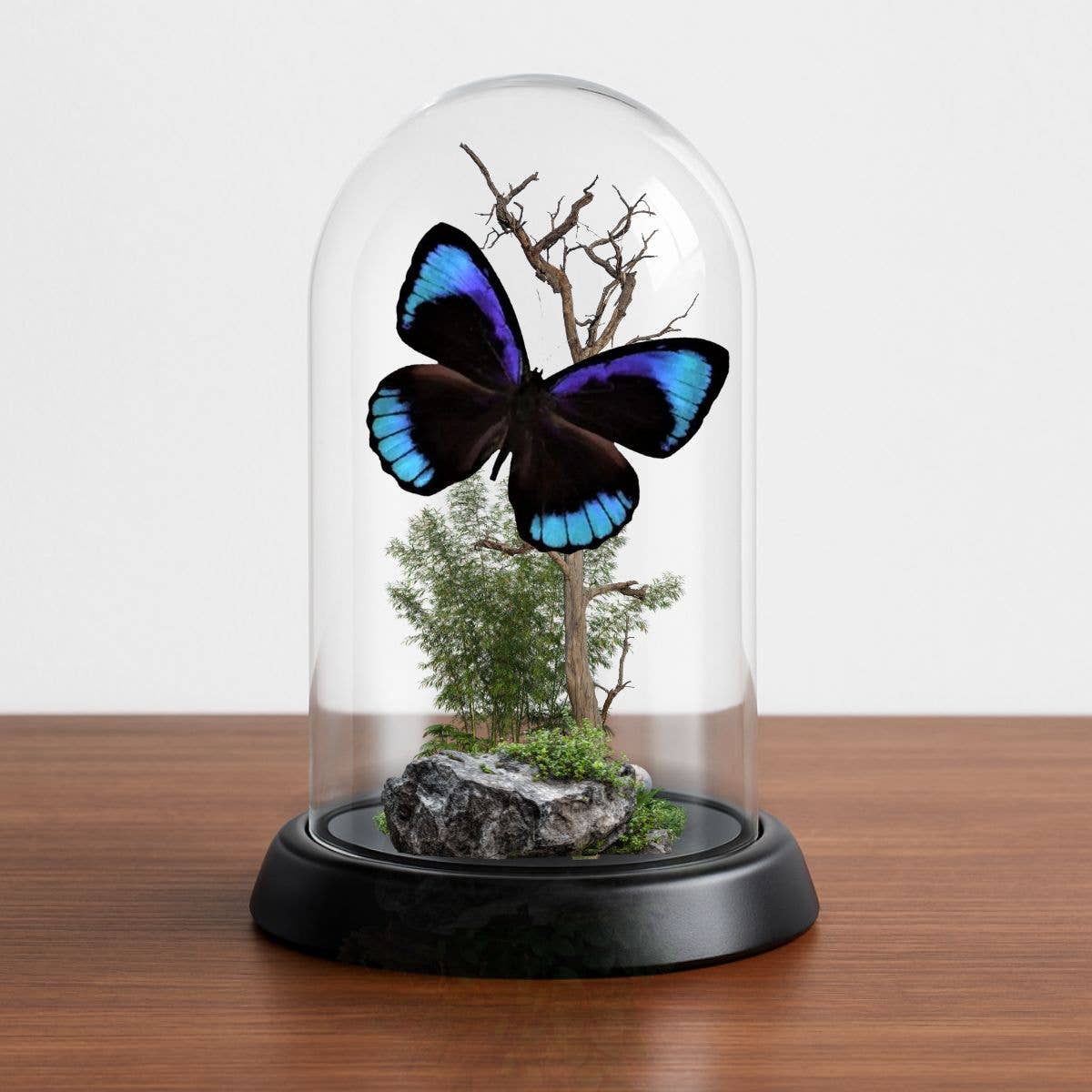REAL - Moth Diorama -6X4 Inch Dome Diorama - Eunica eurota