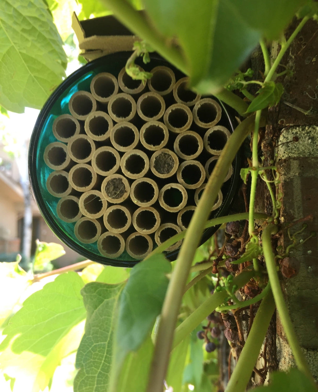 Native Bee House | Habitat Builder to attract pollinators