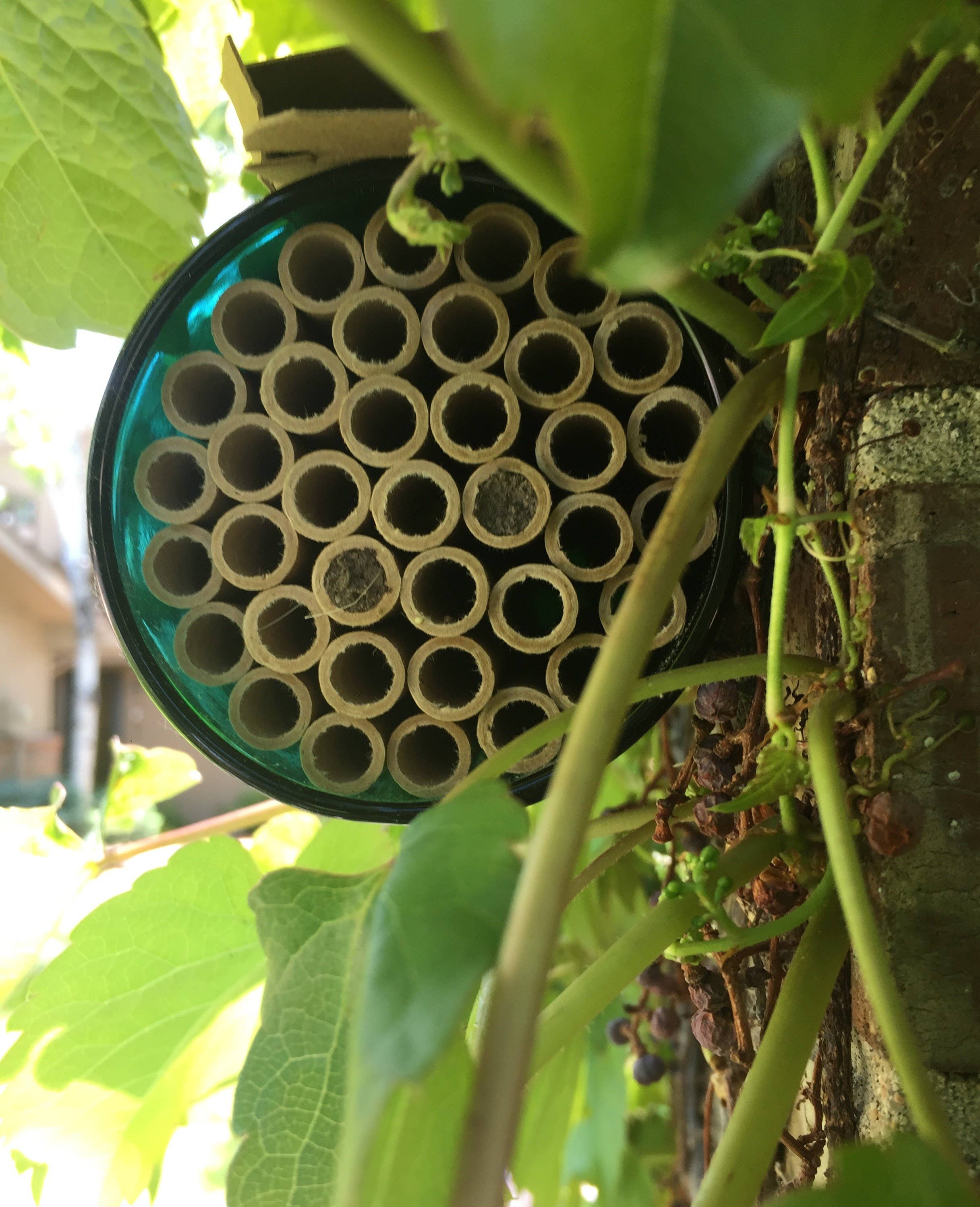 Native Bee House | Habitat Builder to attract pollinators