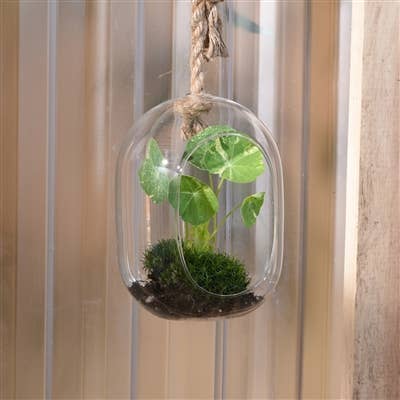 Sole Hanging Terrarium, Glass - Wide