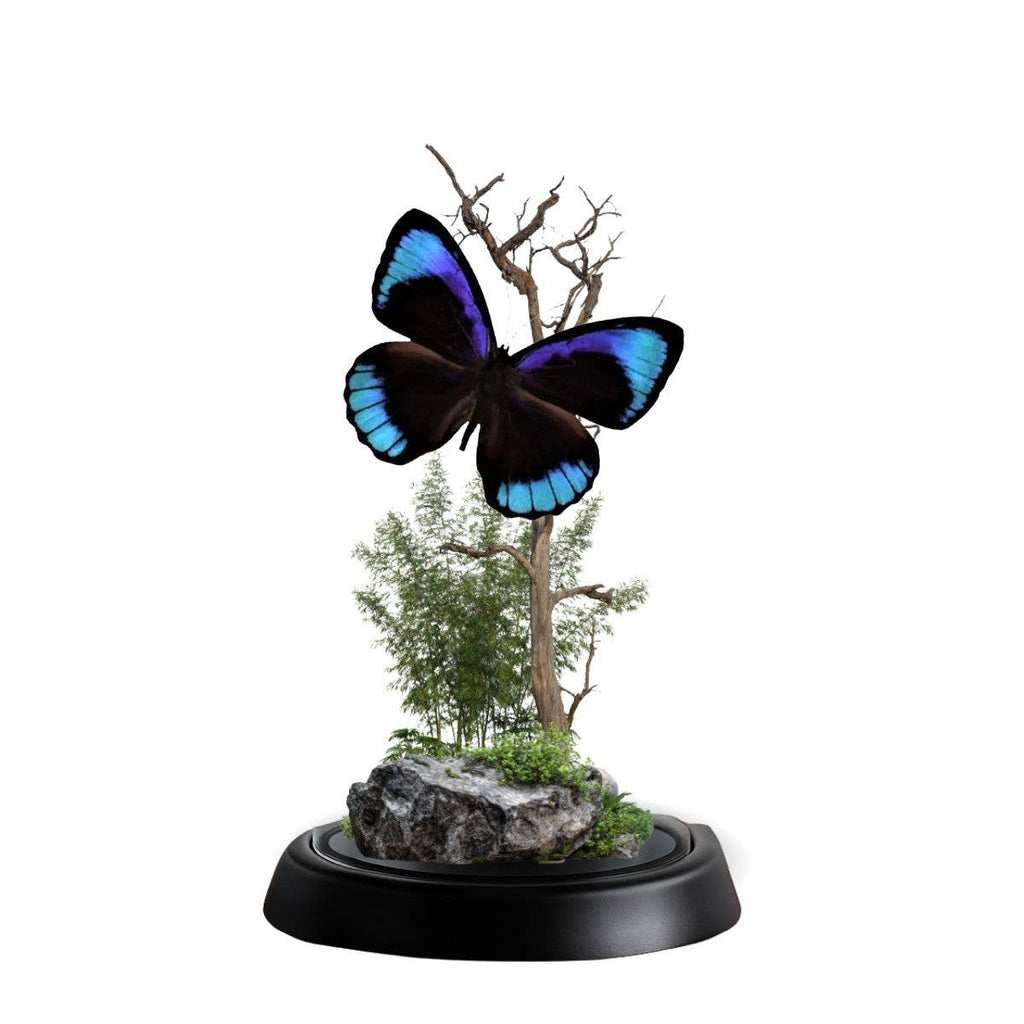 REAL - Moth Diorama -6X4 Inch Dome Diorama - Eunica eurota