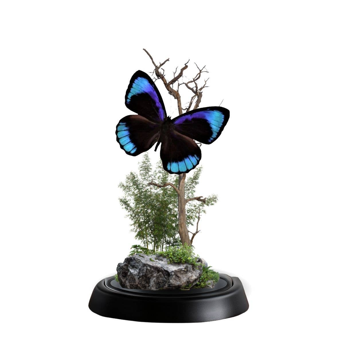 REAL - Moth Diorama -6X4 Inch Dome Diorama - Eunica eurota