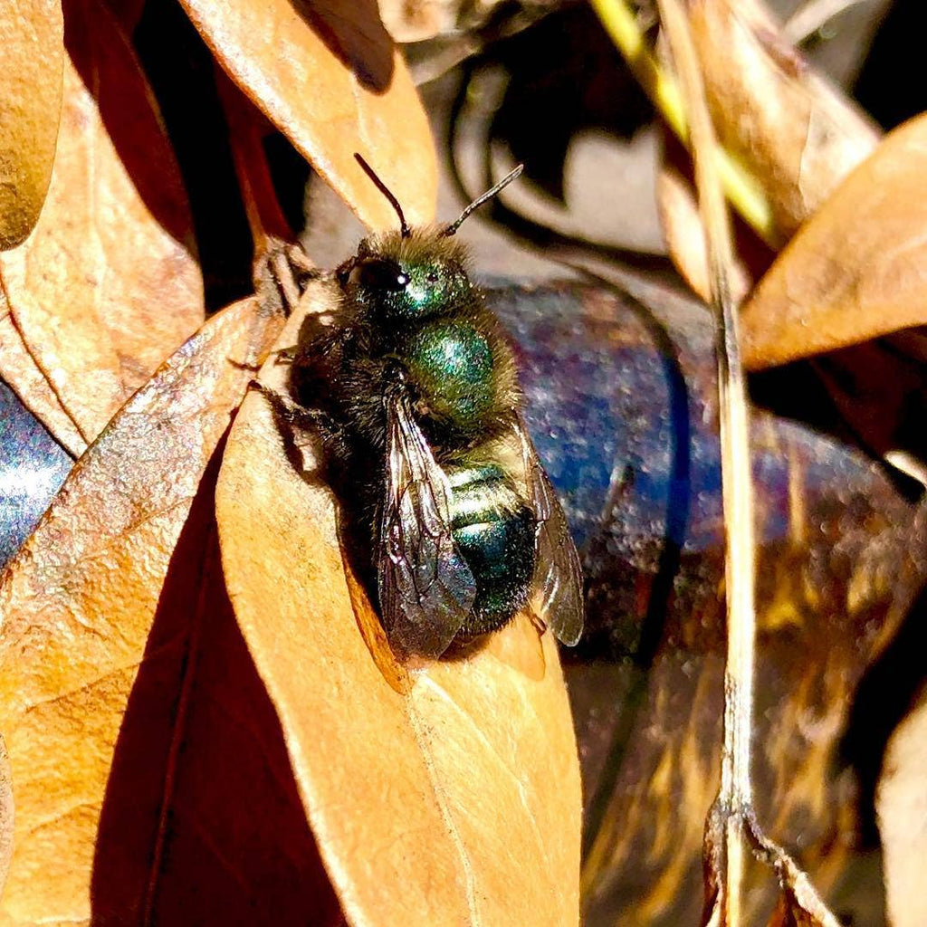 Native Bee House | Habitat Builder to attract pollinators