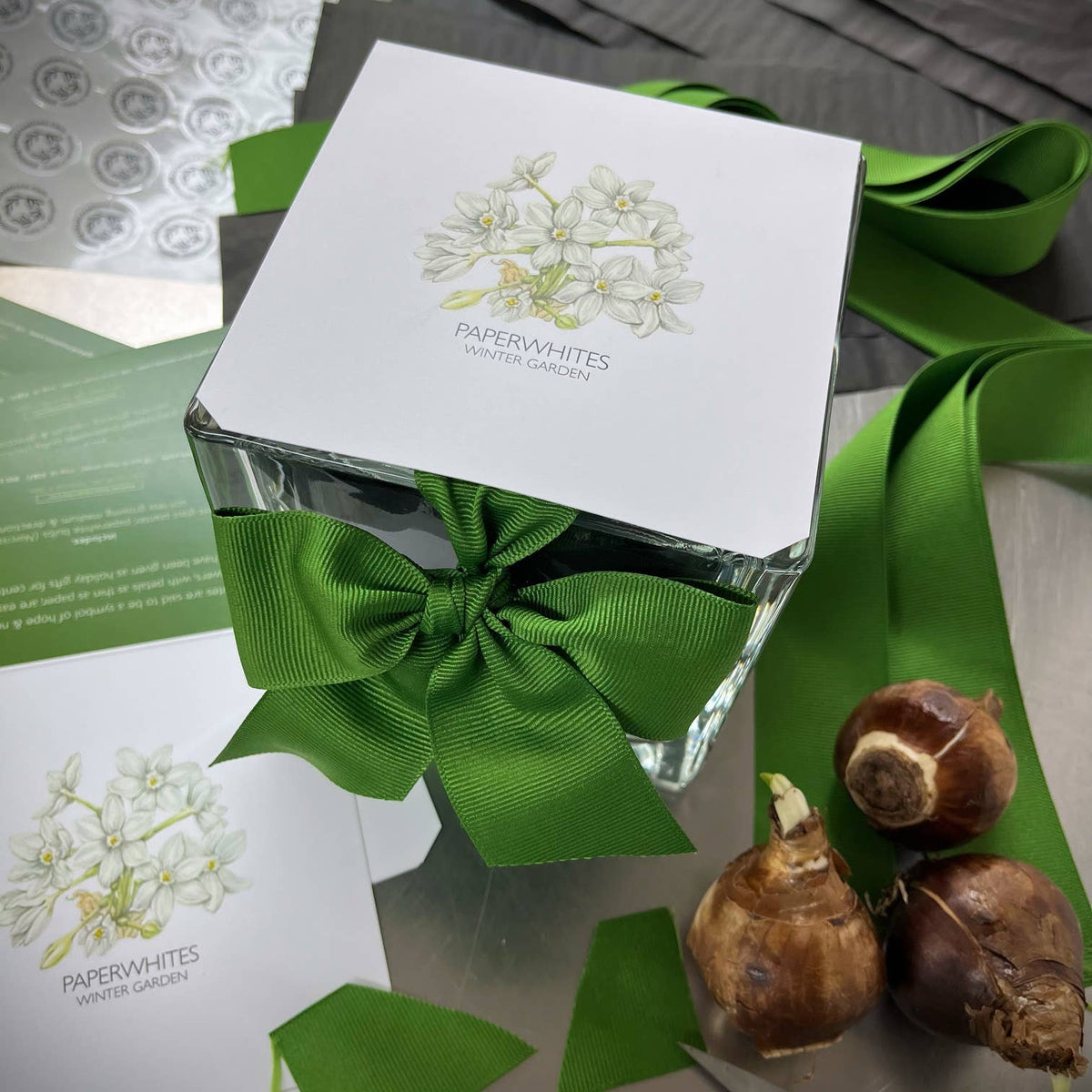 Paperwhites Winter Garden | Fall & Christmas | Best Seller