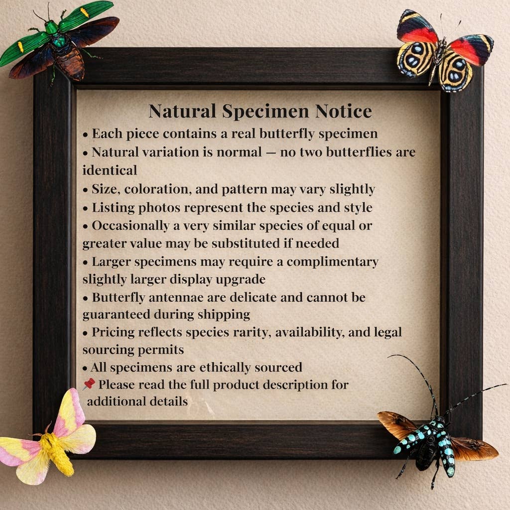 Butterfly Diorama -6X4 Inch Dome Diorama #8 - IO Moth 