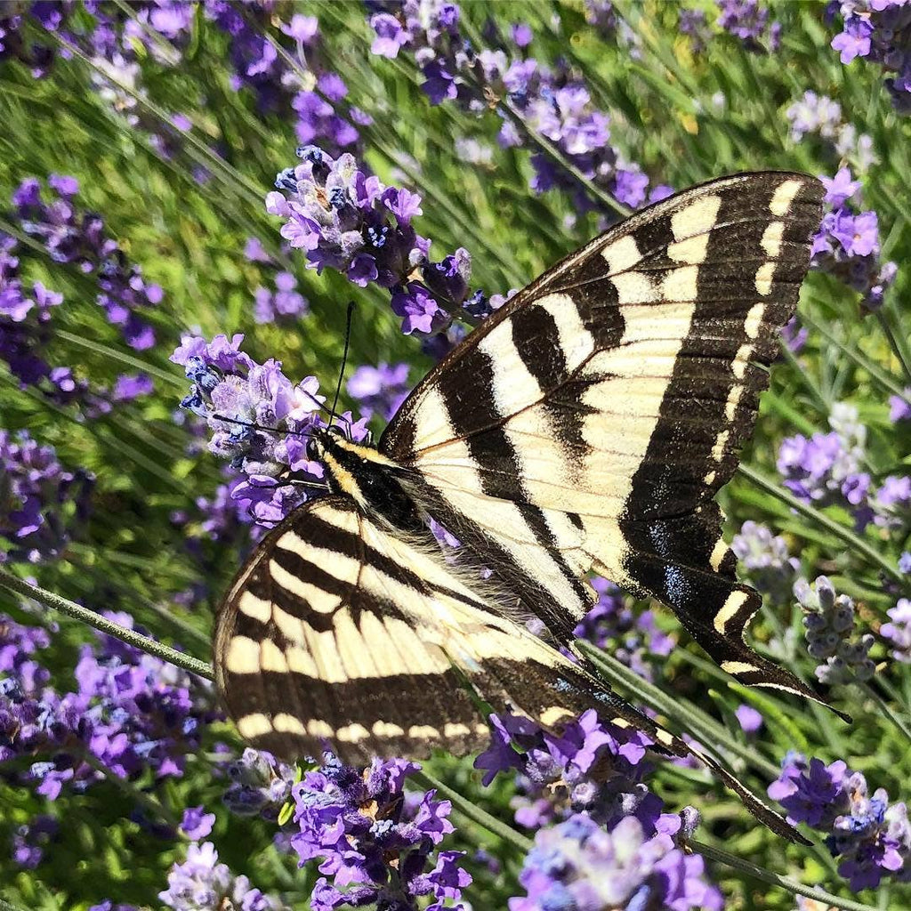 Garden Sprinkles | Butterfly Habitat Flower Garden | Spring