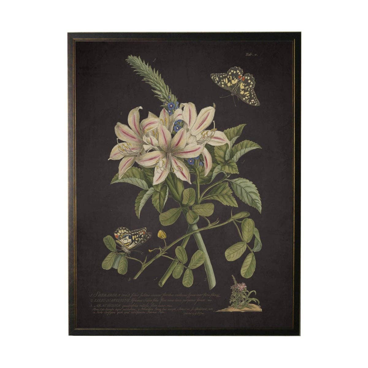 Vintage Floral And Butterfly Print On Black Background