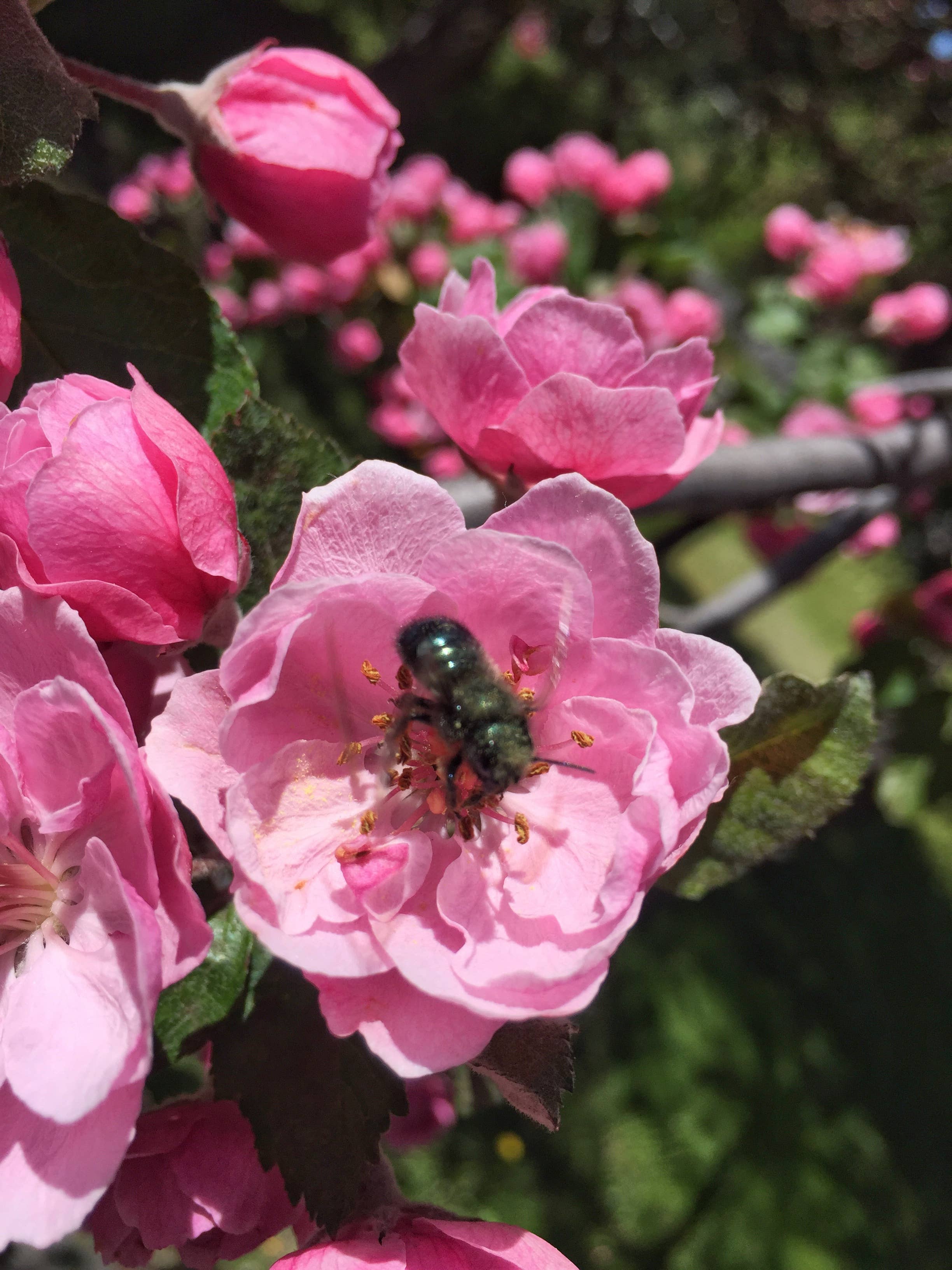 Native Bee House | Habitat Builder to attract pollinators