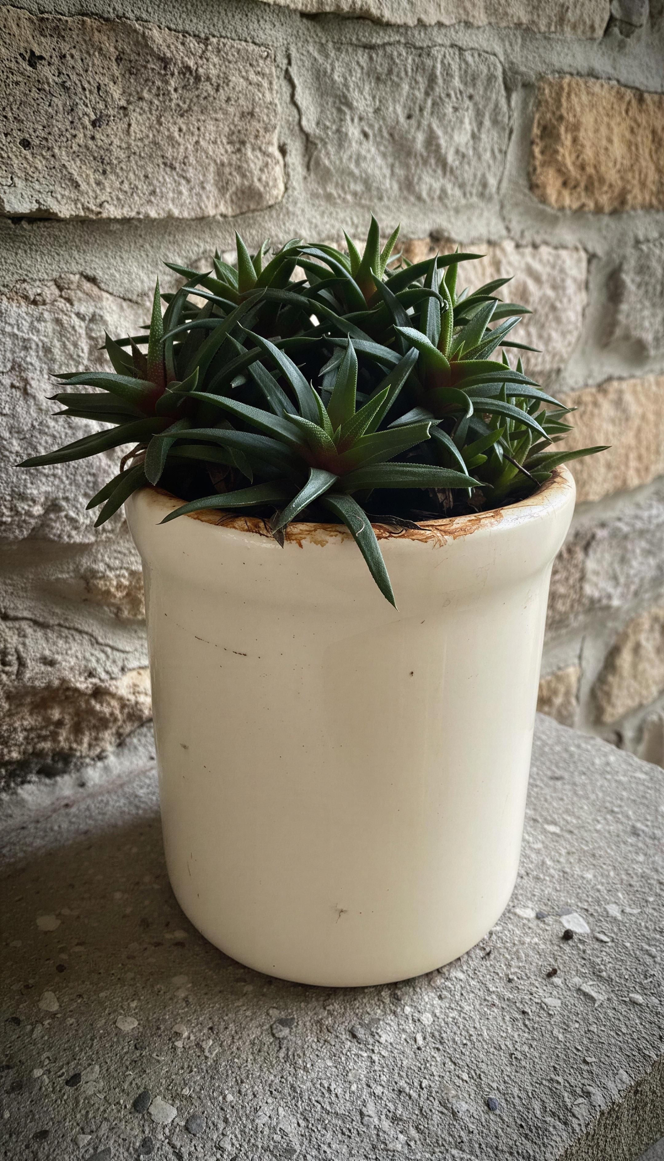 Dwarf aloe in rustic white pot