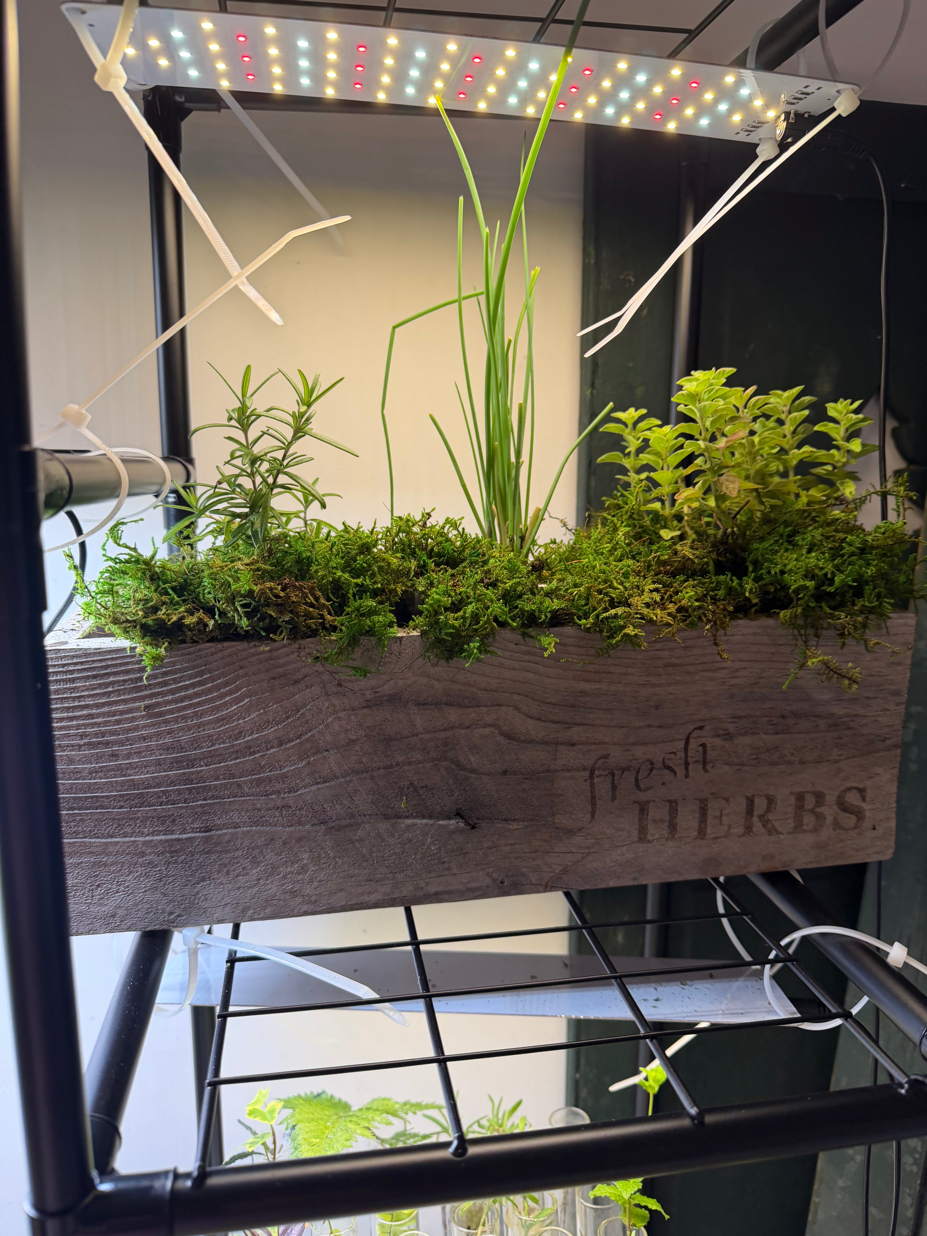 Reclaimed Herb Planter Trio
