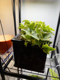 Square Lion Head Planter with Fern & ivy