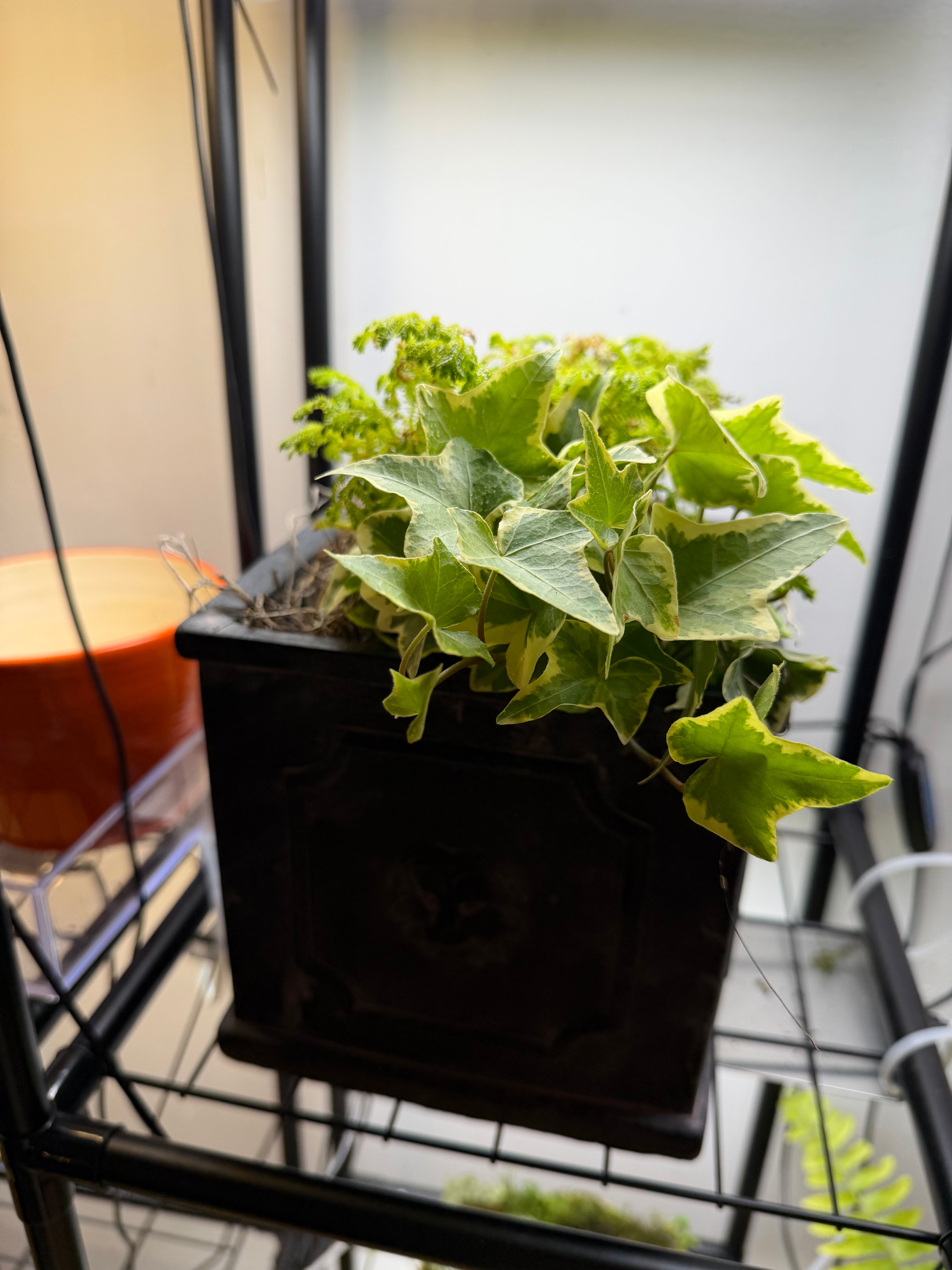Square Lion Head Planter with Fern & ivy