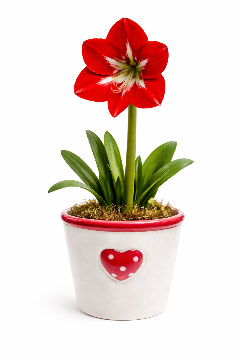 ❤️ Valentine’s Red Lion Amaryllis