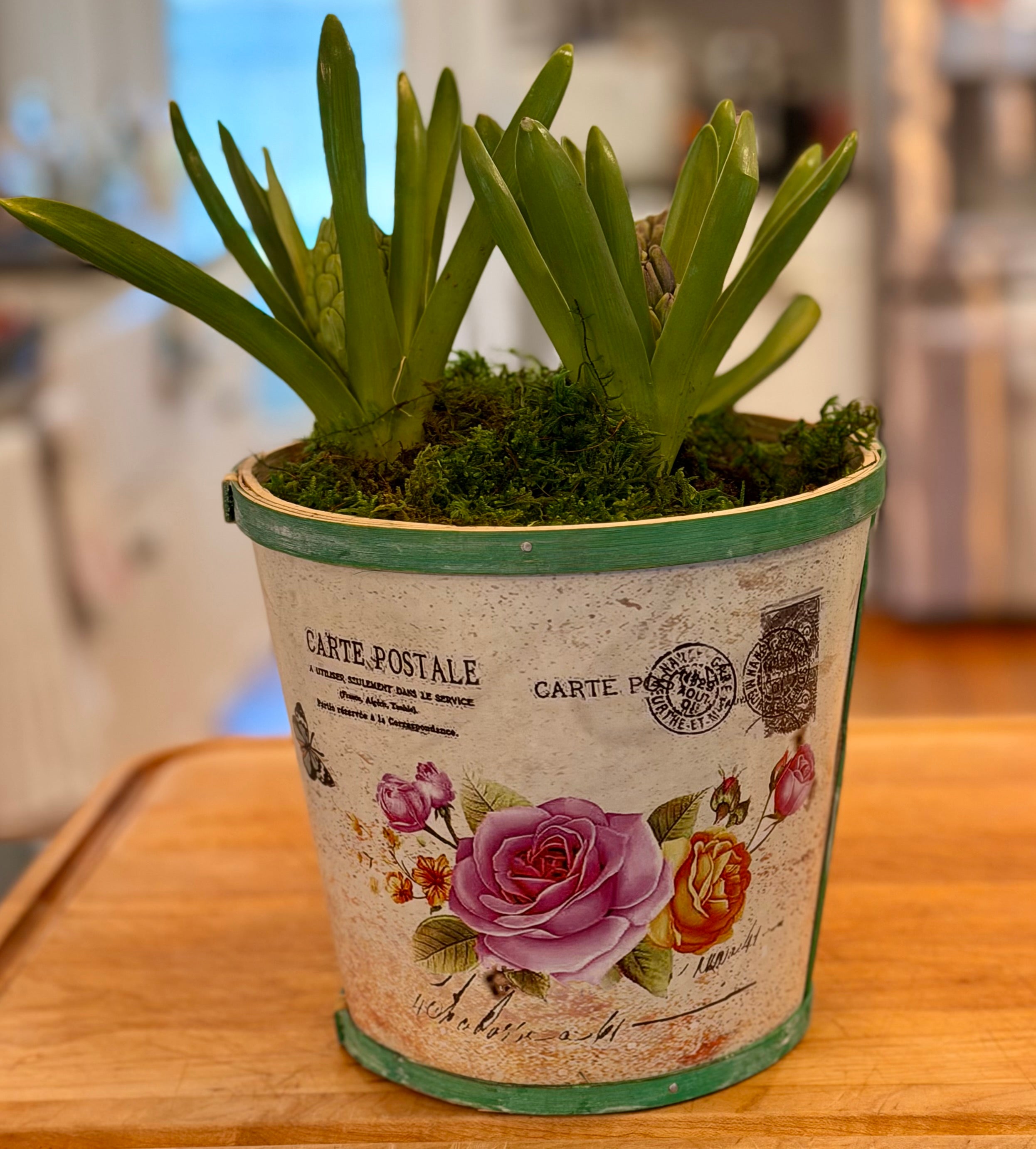 Hyacinth or TulipBulb Garden
