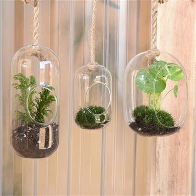 Sole Hanging Terrarium, Glass - Wide