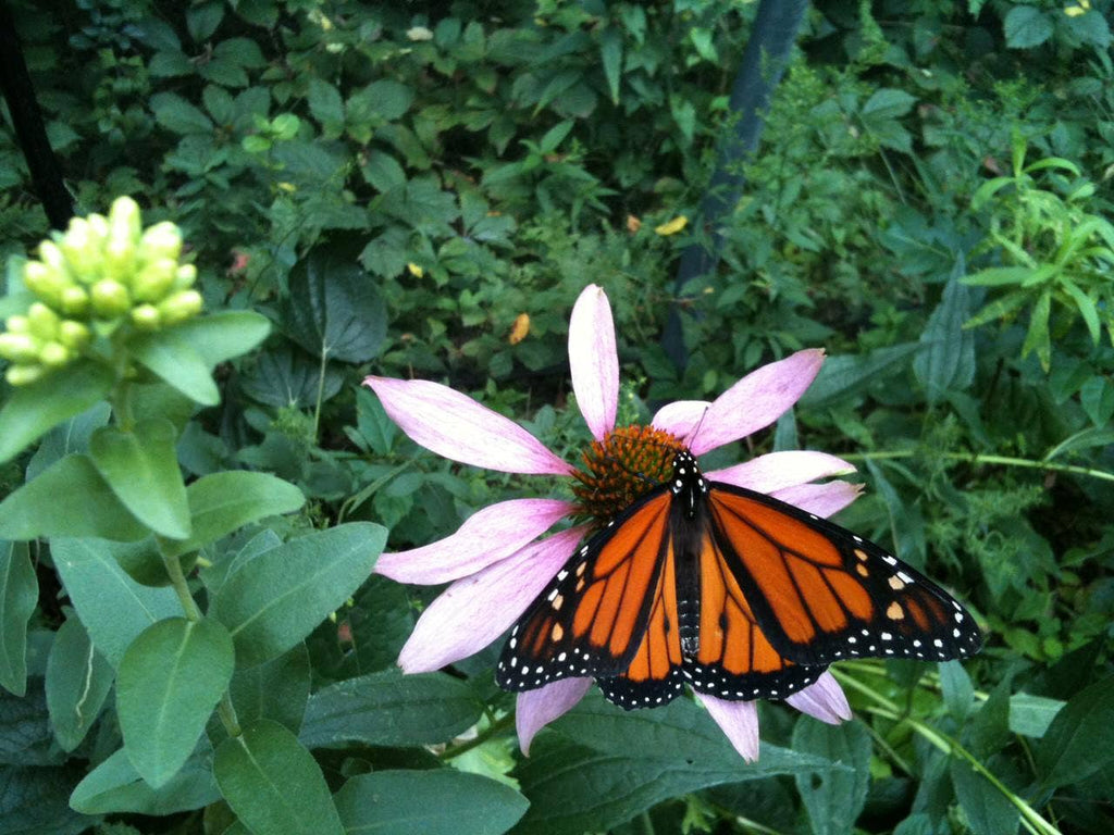 Garden Sprinkles | Butterfly Habitat Flower Garden | Spring