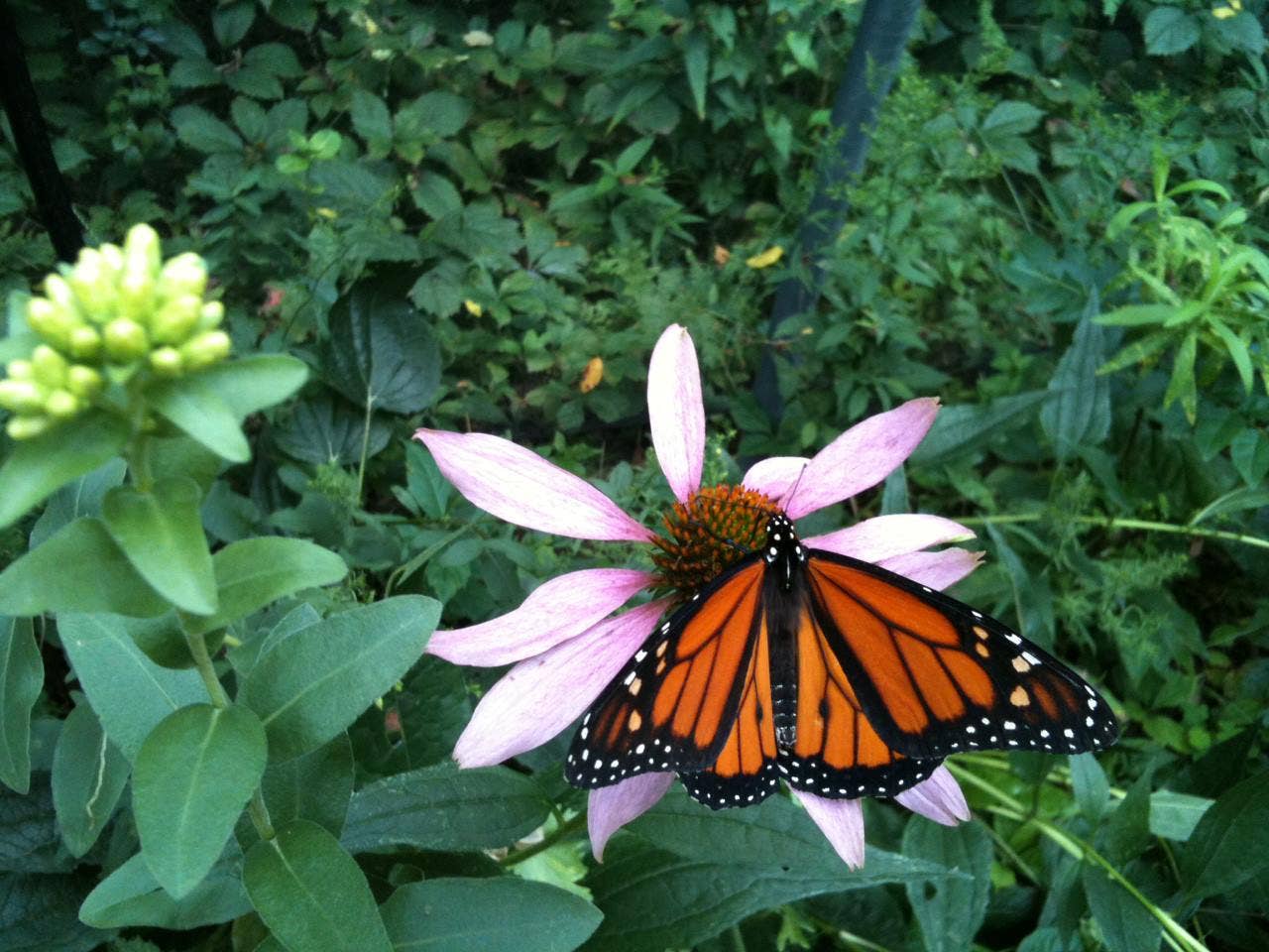 Garden Sprinkles | Butterfly Habitat Flower Garden | Spring