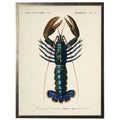 Framed vintage lobster bookplate on distressed background E
