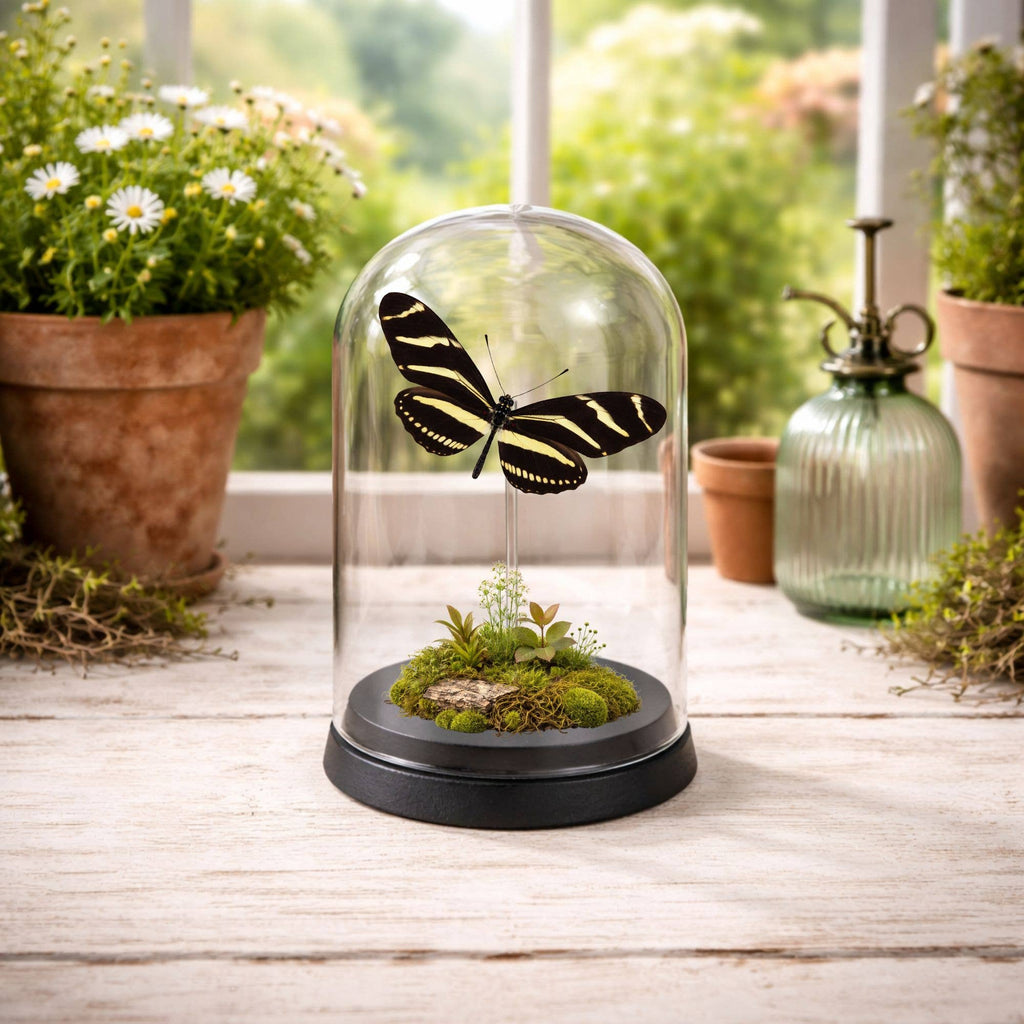 Real Butterfly -5x3 Glass Cloche - Zebra Longwing