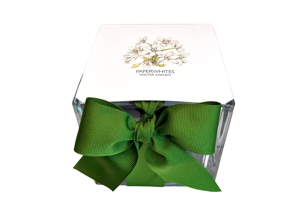 Paperwhites Winter Garden | Fall & Christmas | Best Seller