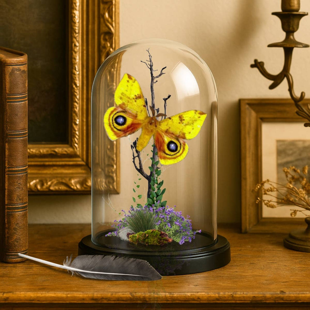  Butterfly Diorama -6X4 Inch Dome Diorama #8 - IO Moth 