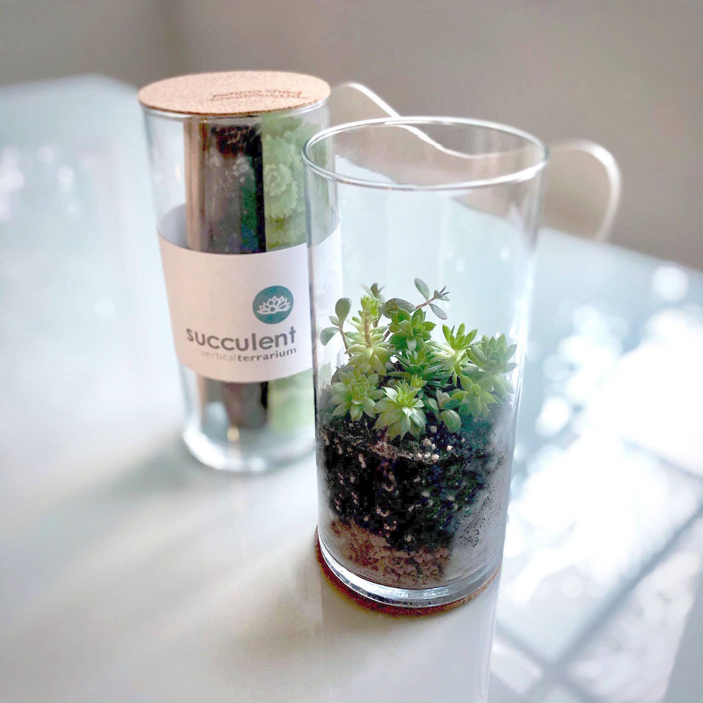 Vertical Succulent Terrarium Kit